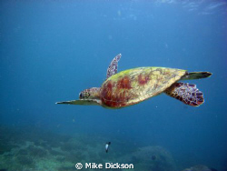 Had the pleasure of diving with this particular turtle fo... by Mike Dickson 